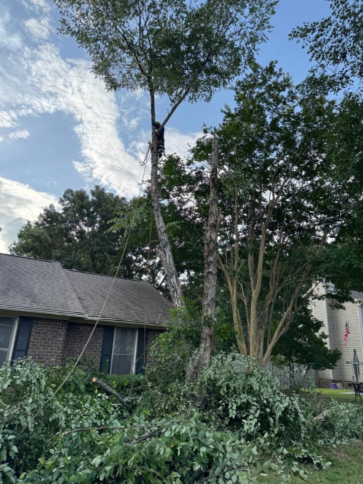Lion Tree Service and Landscaping LLC project photo 19